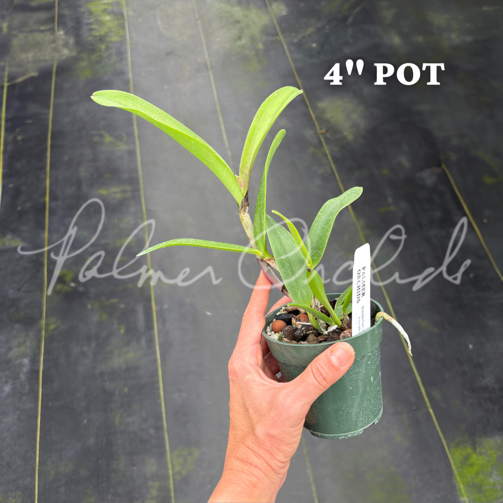 Cattleya Summer Spot-Small World — Palmer Orchids